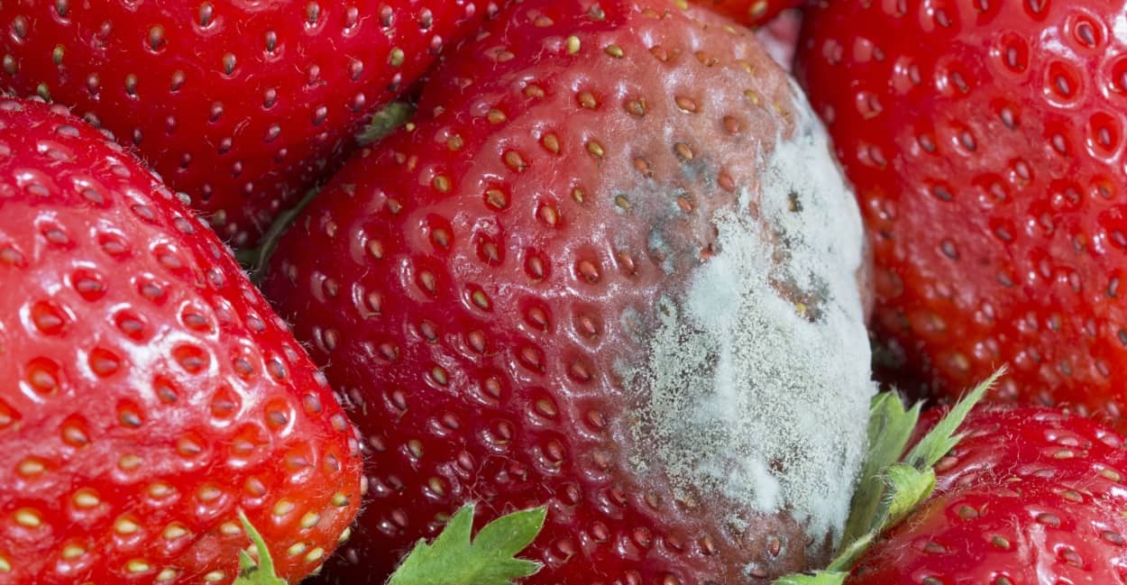 Schimmel auf Lebensmitteln: z.B. auf frischen Erdbeeren