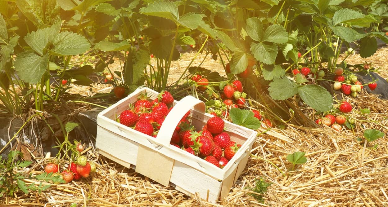 Erdbeeren selber pflücken vom Feld